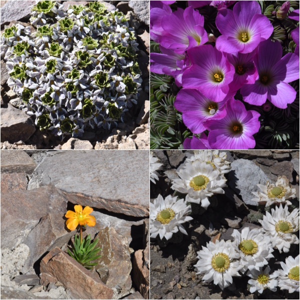 Cerro Chapelco wildflowers